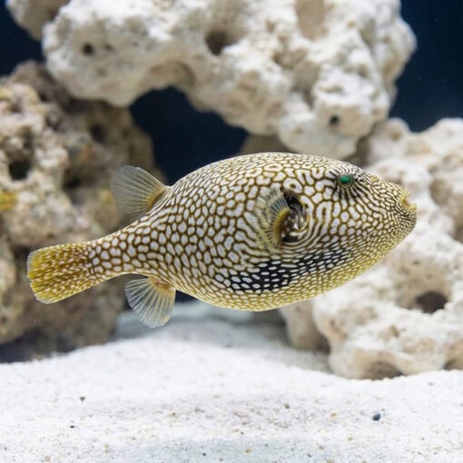 Map Puffer - Image 3