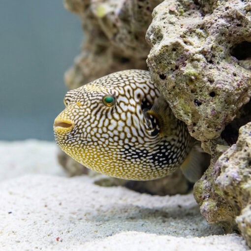 Map Puffer - Image 4