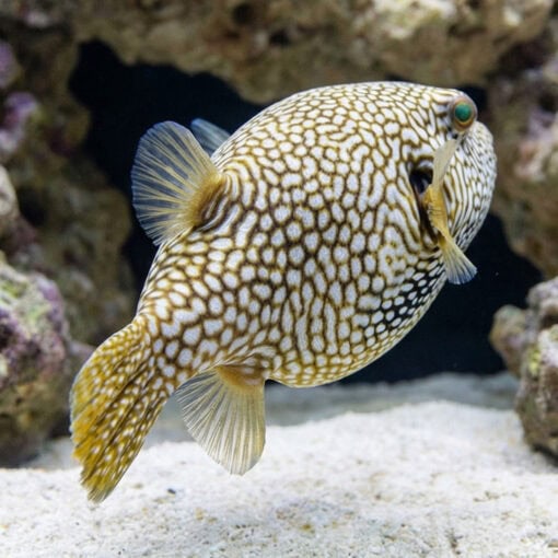 Map Puffer - Image 5