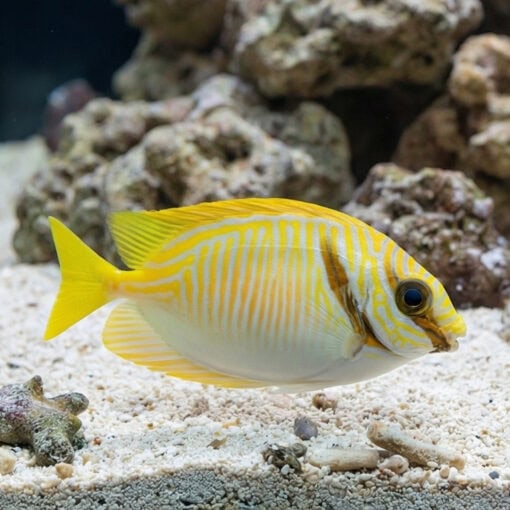 Scribbled Rabbitfish