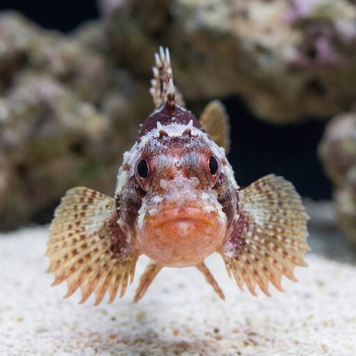 Scorpion Fish - Image 2