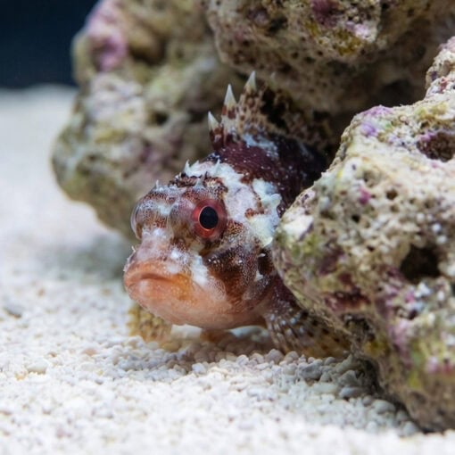 Scorpion Fish - Image 3