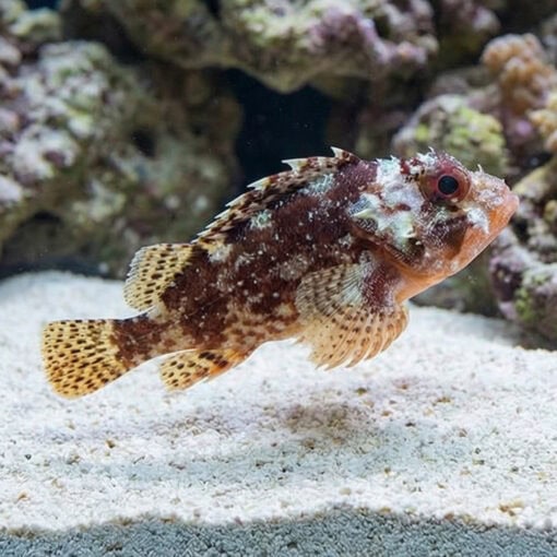Scorpion Fish - Image 5