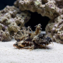 Sea Goblin