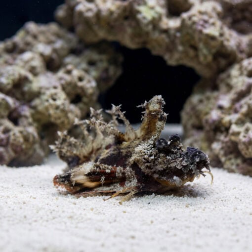 Sea Goblin