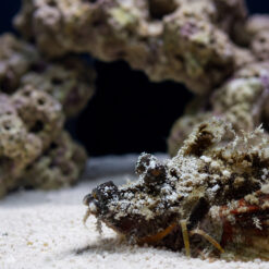 Alternative view of Sea Goblin