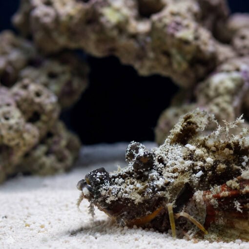 Sea Goblin - Image 2