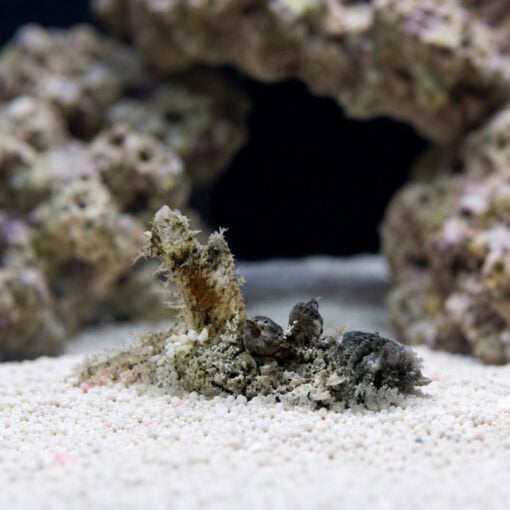 Sea Goblin - Image 3