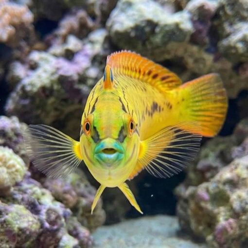 Sea Grass Wrasse - Image 2