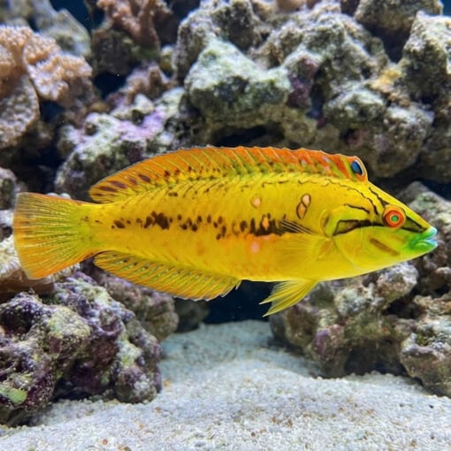 Sea Grass Wrasse - Image 3