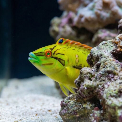 Sea Grass Wrasse - Image 4