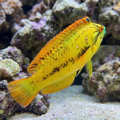 Sea Grass Wrasse - Image 5