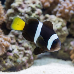 Sebae Clownfish