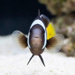 Alternative view of Sebae Clownfish
