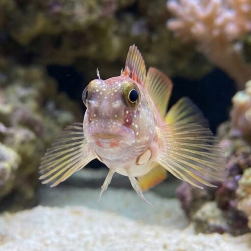 Segmented Sailfin Blenny - Image 2