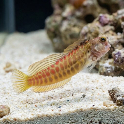 Segmented Sailfin Blenny - Image 3