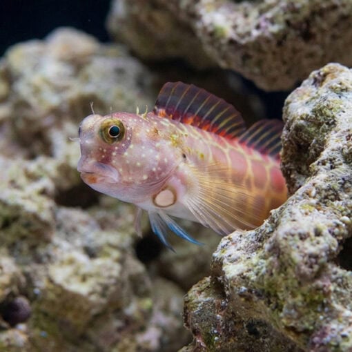 Segmented Sailfin Blenny - Image 4