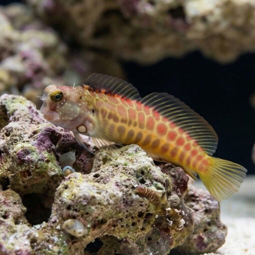 Segmented Sailfin Blenny - Image 5