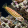 Segmented Sailfin Blenny