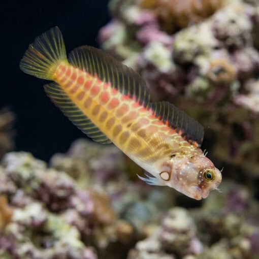Segmented Sailfin Blenny