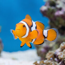 Semi Picasso Percula Clownfish: Captive Bred