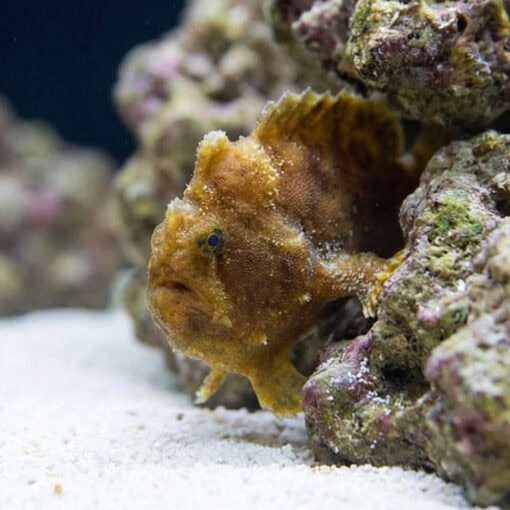 Shaggy (Hispid) Anglerfish - Image 2