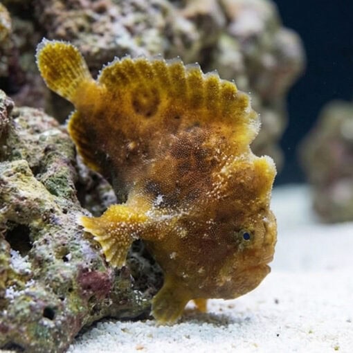 Shaggy (Hispid) Anglerfish - Image 3