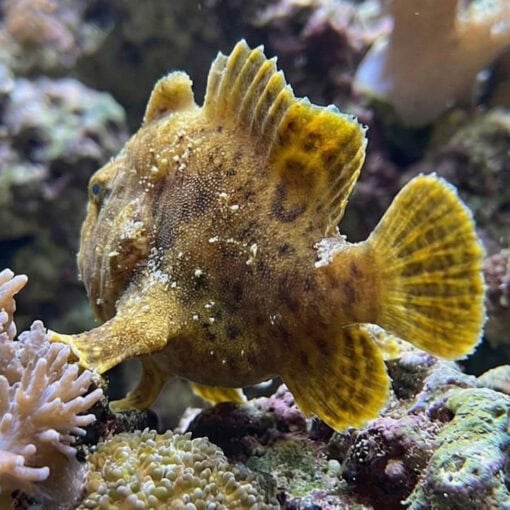 Shaggy Hispid Anglerfish perched on coral reef displaying golden-yellow textured body with dark spots and fan-like fins