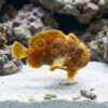 Shaggy (Hispid) Anglerfish