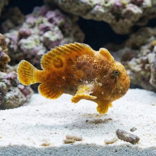 Shaggy (Hispid) Anglerfish