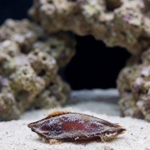 Shark Egg Bamboo Shark