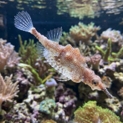 Short Dragonfish