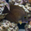 Short Tail Bristletooth Tang