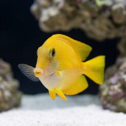 Alternative view of Short Tail Bristletooth Tang