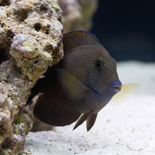 Short Tail Bristletooth Tang - Image 3