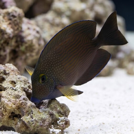 Short Tail Bristletooth Tang - Image 4