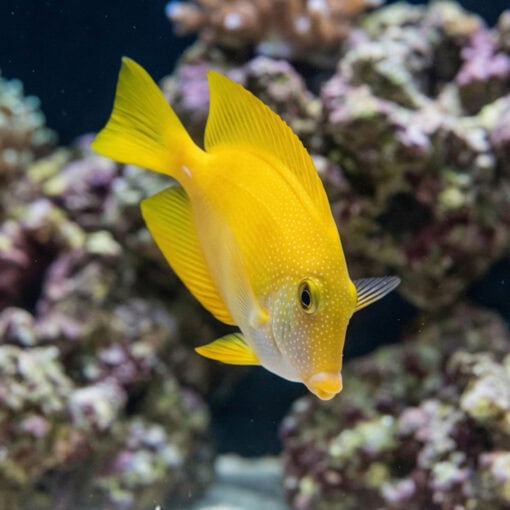 Short Tail Bristletooth Tang - Image 5