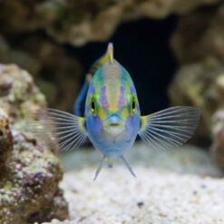 Alternative view of Black Patch Pencil Wrasse