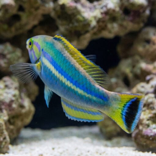 Black Patch Pencil Wrasse - Image 3