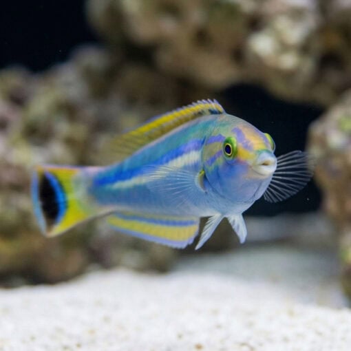 Black Patch Pencil Wrasse - Image 4