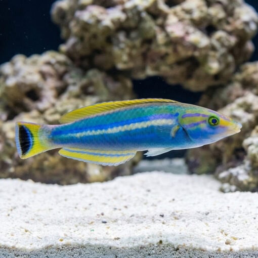 Black Patch Pencil Wrasse - Image 5