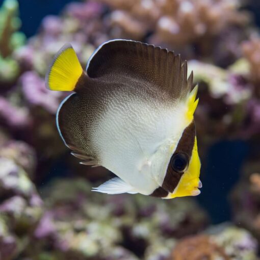 Singapore Angelfish swimming near coral reef, showing white and brown body with vivid yellow face and fins