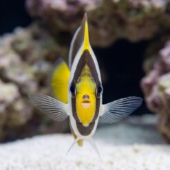 Singapore Angelfish facing forward in reef aquarium showing vivid yellow face black body white edges and extended pectoral fins