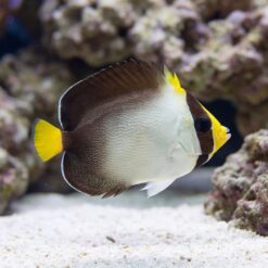 Singapore Angelfish swimming near sandy substrate and coral rock, showing dark brown body with white center and yellow accents