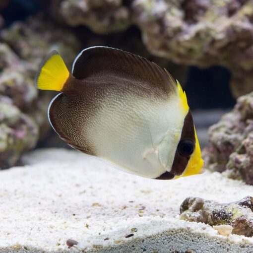 Singapore Angelfish swimming near sandy substrate with coral rocks, showing dark brown body, white belly, and yellow fins