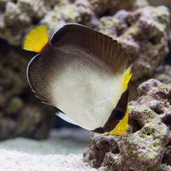 Singapore Angelfish swimming near coral reef, showing dark brown body with white belly, yellow fins, and dotted pattern