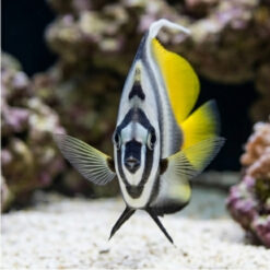 Alternative view of Singularis Masked Heniochus