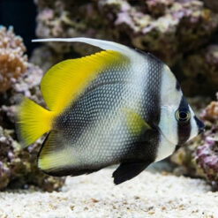 Singularis Masked Heniochus