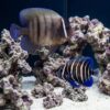 Six Bar Angelfish juvenile with bold blue and white stripes swimming near live rock in a reef aquarium