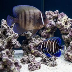 Six Bar Angelfish juvenile with bold blue and white stripes swimming near live rock in a reef aquarium
